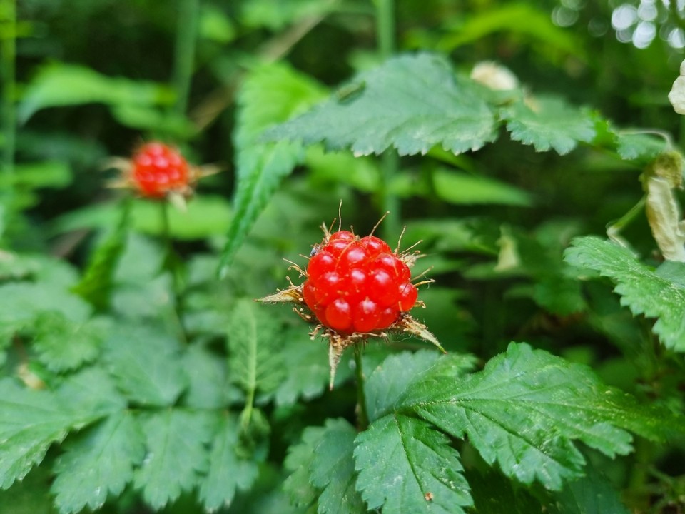 2일 오후 평택시 진위면 동천리의 한 길가 떨기나무에 먹음직스러운 산딸기들이 주렁주렁 달려있다. (사진=김종대 기자)