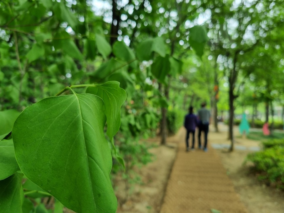 9일 오전 11시10분께 고양시 일산동구 중산체육공원 가로수 그늘 사이로 한 노부부가 산책을 즐기고 있다. (사진=이종훈 기자)