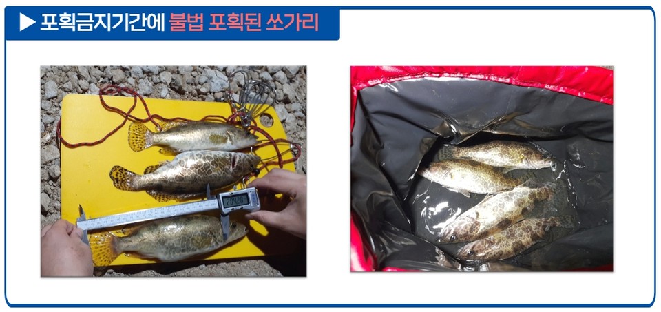 연천군 임진강 인근에서 포획 금지기간에 쏘가리를 포획한 낚시객과 지역주민 등 불법 어업행위 3건이 적발됐다. (사진제공=경기도특사경)