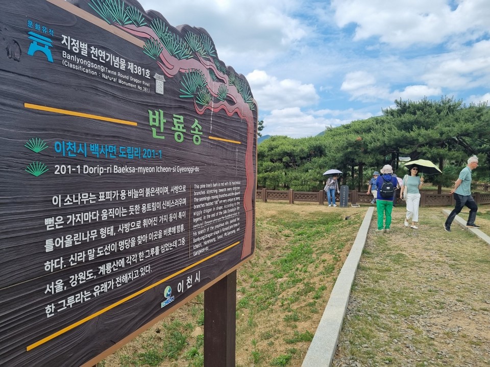 14일 오후 1시께 이천시 백사면 도립리 반룡송 관람객들이 인근의 메밀꽃밭을 뒤로한 채 반룡송 구경에 한창이다. (사진=송석원 기자)