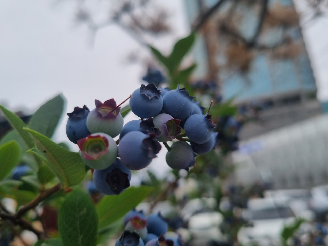양평군 한 상점가 화분에 심겨진 블루베리 나무에 주렁주렁 달린 열매가 익어가고 있다. 16일 목요일인 오늘 경기·인천지역은 대체로 흐리다가 오후부터 차차 맑아지겠다. (사진=장은기 기자)