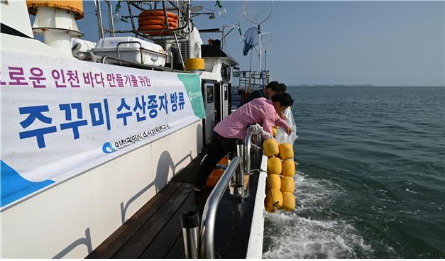 인천시가 인기 수산자원 중 하나인 주꾸미의 수산자원 회복을 위해 다음 달까지 자체 생산한 주꾸미 수산종자 50만여 마리를 영종도, 영흥도, 강화도 해역에 방류한다. 사진은 최근 방류 모습. (사진제공=인천시청)
