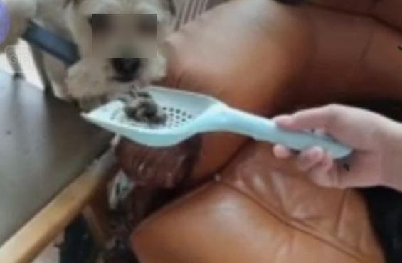 인터넷방송 진행자가 반려견에게 반려묘의 똥을 먹였다는 주장과 사진이 커뮤니티에 게시되면서 진위를 놓고 논란이 분분하다. 사진은 A씨가 반려견에게 똥을 먹이는 모습. (사진=인터넷 커뮤니티 캡쳐)