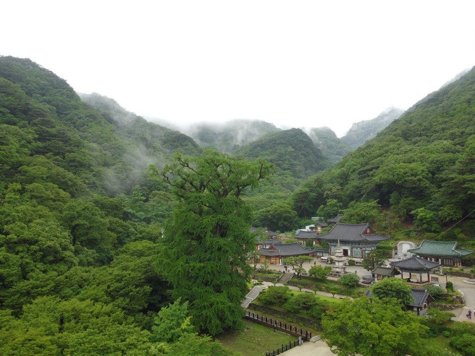 29일 낮 12시10분께 양평군 용문면에 있는 용문사와 용문산이 안개에 가려 더 운치 있게 보인다. (사진=김광섭 기자)
