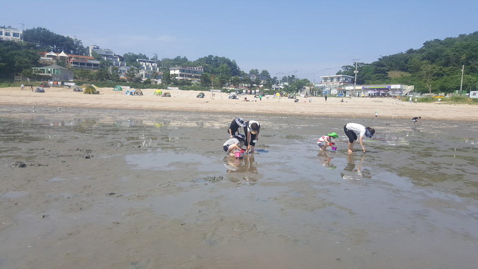 인천시는 오는 1일부터 중구 4개소, 강화군 2개소, 옹진군 22개소 해수욕장이 순차적으로 개장될 예정이다. 사진은 지난해 인천 석모도 민머루해수욕장에서 갯벌 체험을 하고 있는 모습. (사진=중앙신문DB)