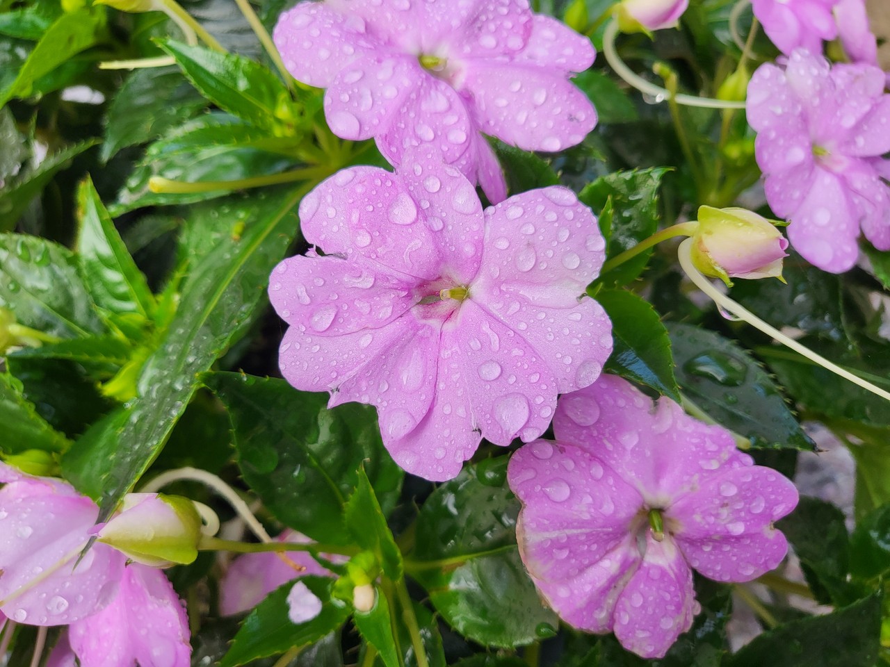 안양시 만안구 한 길가 임파첸스 꽃에 빗물이 맺혀있다. 6일 수요일인 오늘 경기·인천지역은 대체로 흐리고, 낮부터 저녁 사이 곳에 따라 돌풍과 천둥·번개를 동반한 소나기가 내리겠다. (사진=허찬회 기자)