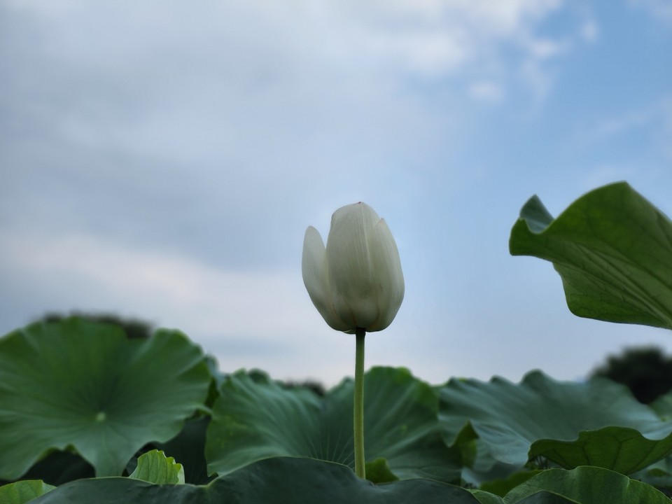 양평 세미원에 핀 연꽃 위 하늘이 잔뜩흐려 있다. 12일 화요일인 오늘 경기·인천지역은 대체로 흐리겠고, 습도가 높아 후텁지근하겠다. (사진=김광섭 기자)