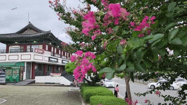 수원 창룡문 배롱나무꽃이 바람에 흔들리고 있다. 19일 금요일인 오늘 경기·인천지역은 대체로 흐리고 낮부터 돌풍과 천둥·번개를 동반한 비가 내리겠다. (영상=권영복 기자)