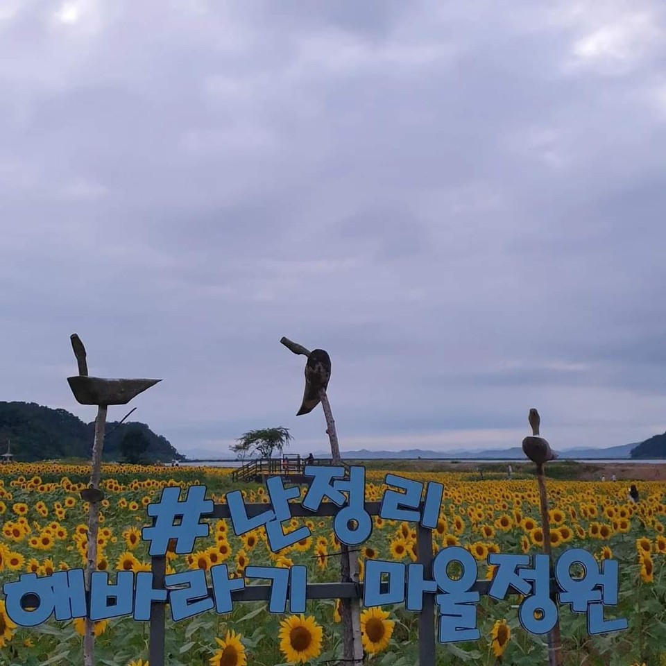 인천 강화군 교동면 난정저수지 바로 옆 유휴부지 약 3만7천㎡에 해바라기가 만개해 황금물결로 출렁이고 있다. (사진=박경천 기자)