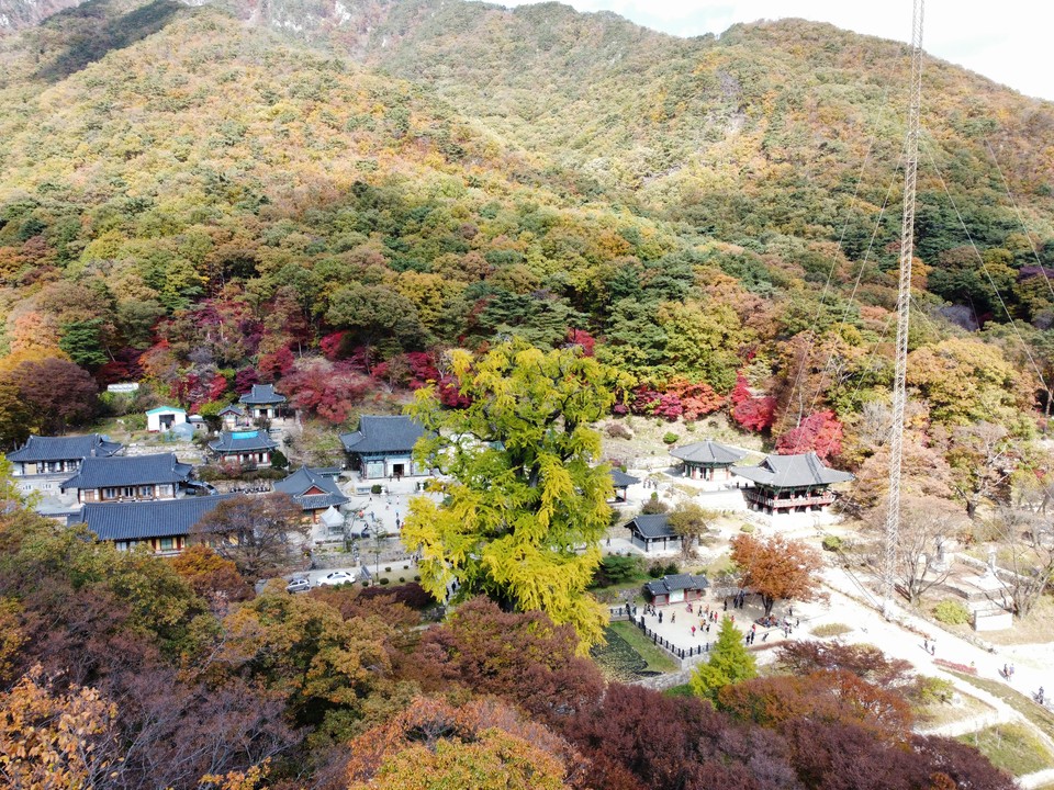 25일 오후 1시10분께 찾은 양평 용문사 은행나무의 그 웅장함이 말 그대로 거대하게 느껴진다. (사진=김광섭 기자)