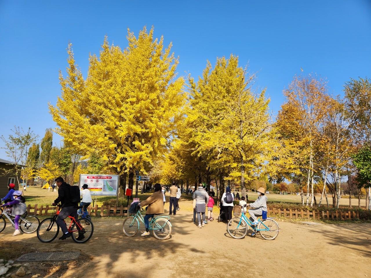 30일 오전 여주 강천섬 은행나무가 노랗게 물들어 절정을 이루고 있다. 31일 월요일인 오늘 경기·인천지역은 대체로 구름이 많다가 저녁부터 차차 맑아지겠다. (사진=김광섭 기자)