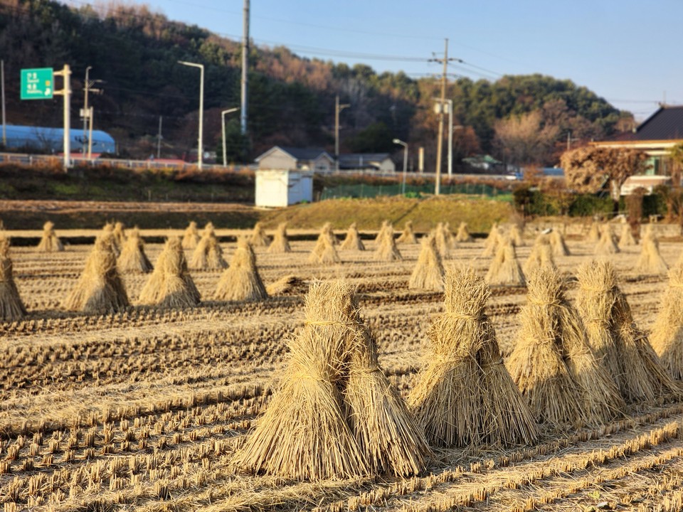 17일 오후 4시께 추수가 끝난 양평군 단월면 보룡리의 한 논에서 볏짚을 말리고 있다. (사진=장은기 기자)