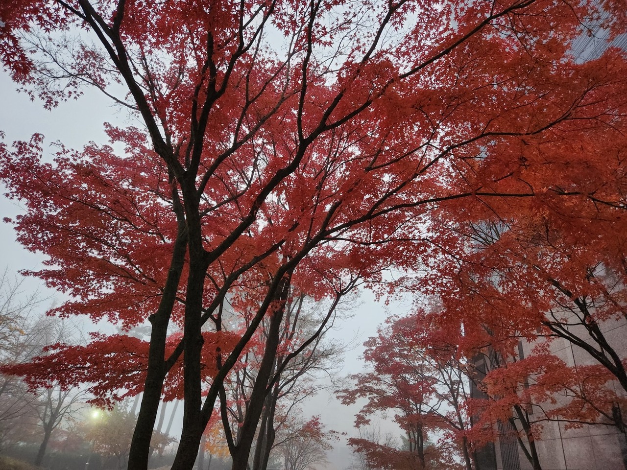 단풍이 물든 한 아파트 단지에 안개가 잔뜩 끼어있다. 21일 월요일인 오늘 경기·인천지역은 대체로 맑다가 아침부터 구름이 많아지겠다. (사진=중앙신문DB)