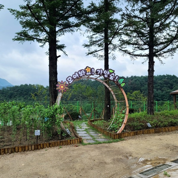 남양주시가 미세먼지 저감을 위한 도시숲 조성 사업을 지속 확대 추진해 기후 변화에 따른 폭염, 열섬 현상에 선제적으로 대응해 나간다. 사진은 수동면 비룡로 1243번길 7 가양초등학교. 사진제공=남양주시청)