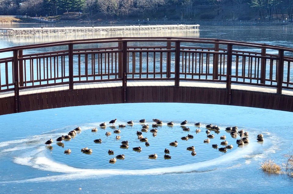 설봉호수 가장자리에서 휴식하고 있는 청둥오리가족. (사진=송석원 기자)