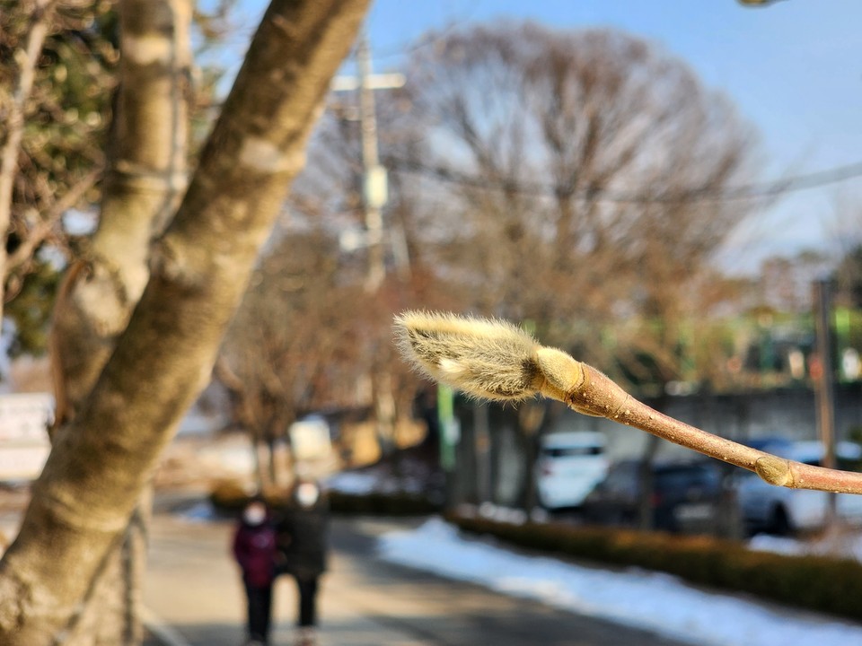 11일 오후 2시30분께 남양주시 정약용박물관에 있는 목련나무 옆을 관람객들이 지나고 있다. (사진=이승렬 기자)