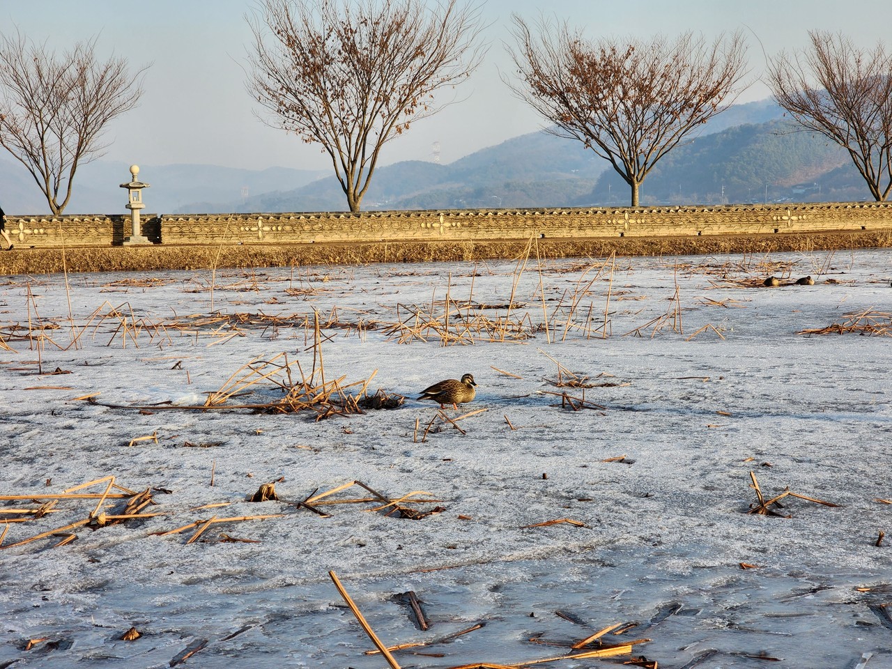꽁꽁 언 양평 두물머리 연꽃밭에 청둥오리 한 마리가 외롭게 걷고 있다. 12일 목요일인 오늘 경기·인천지역은 가끔 구름이 많다가 밤부터 차차 흐려지겠다. (사진=장은기 기자)