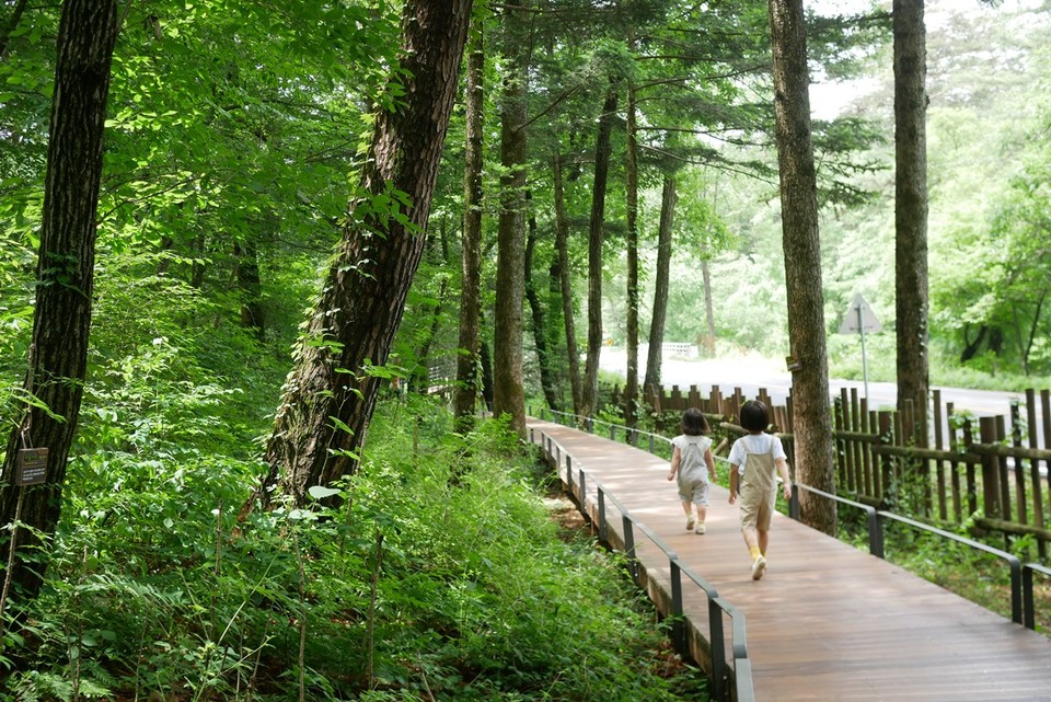 경기도가 유아숲체험원 등 올해 38개소의 산림휴양시설을 조성·보완하고 숲길 375.3km를 정비하는 한편 탄소 저감을 위해 8322ha 규모의 숲 가꾸기와 탄소순환 조림 사업을 추진한다. 사지은 광릉숲. (사진제공=경기도청)