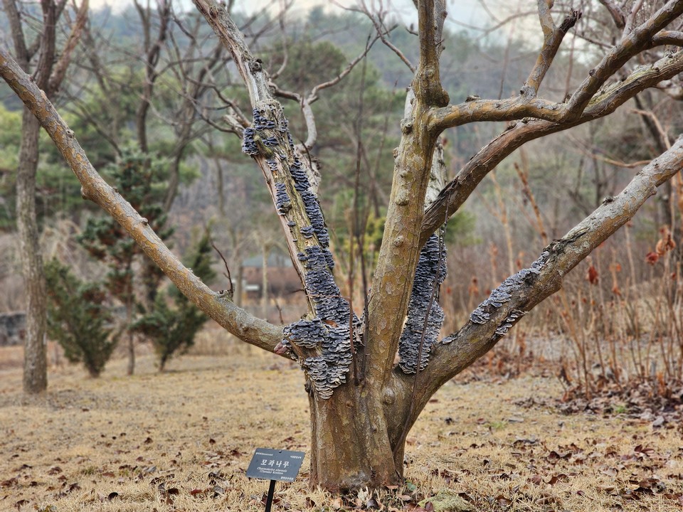 14일 오전 10시50분께 여주 황확한수목원 모과나무가 약용버섯 중 하나인 운지버섯을 품고 있어 관람객들의 시선을 사로잡고 있다. (사진=김광섭 기자)