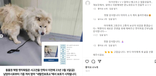 2021년 5월 남양주시 야산에서 50대 여성을 습격해 숨지게 한 개를 동물보호단체 캣치독팀에서 인수했다. (사진=동물보호단체 캣치독팀 SNS 캡쳐)