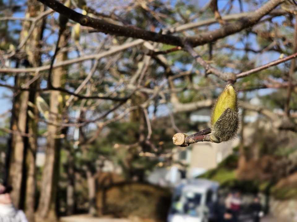여주시 북내면 한 골프장에 있는 목련나무가 꽃망울을 터트리고 있다. 18일 토요일인 오늘 경기·인천지역은 가끔 구름이 많다가 오후부터 차차 맑아지겠다. (사진=김광섭 기자)