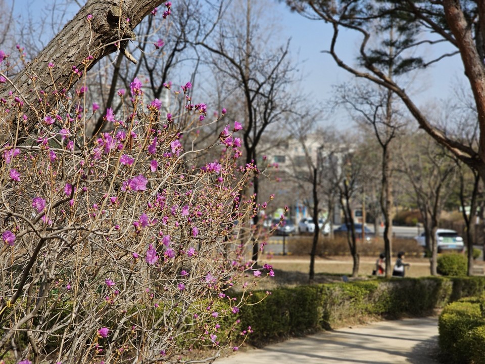21일 오전 11시30분께 오산 물향기수목원에 진달래꽃이 활짝 피어 상춘객들을 반기고 있다. 22일 수요일인 오늘 경기·인천지역은 대체로 맑다가 늦은 오후부터 구름이 많겠다. (사진=김종대 기자)