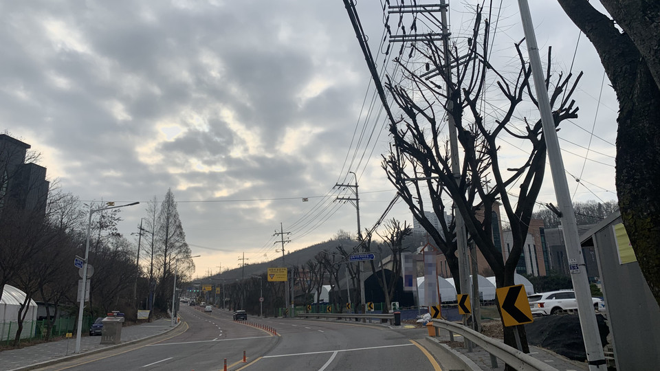 22일 오전 동두천시 생연동 삼육사로 1126번길 지방도로 약 2km 구간 가로수들이 해마다 가지치기로 수난을 겪고 있다. (사진=오기춘 기자)