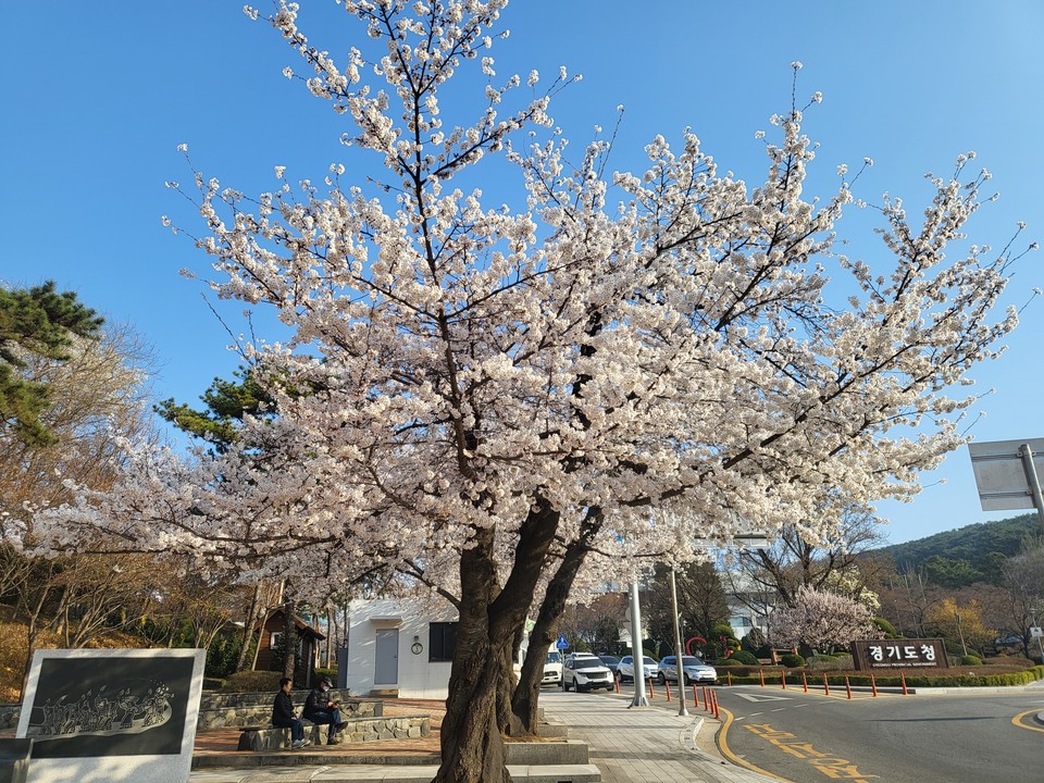 30일 구 경기도청사 주변에 벚꽃이 만개해 있다. 31일 금요일인 오늘 경기·인천지역은 대기가 매우 건조하겠고, 맑겠다. (사진=김유정 기자)