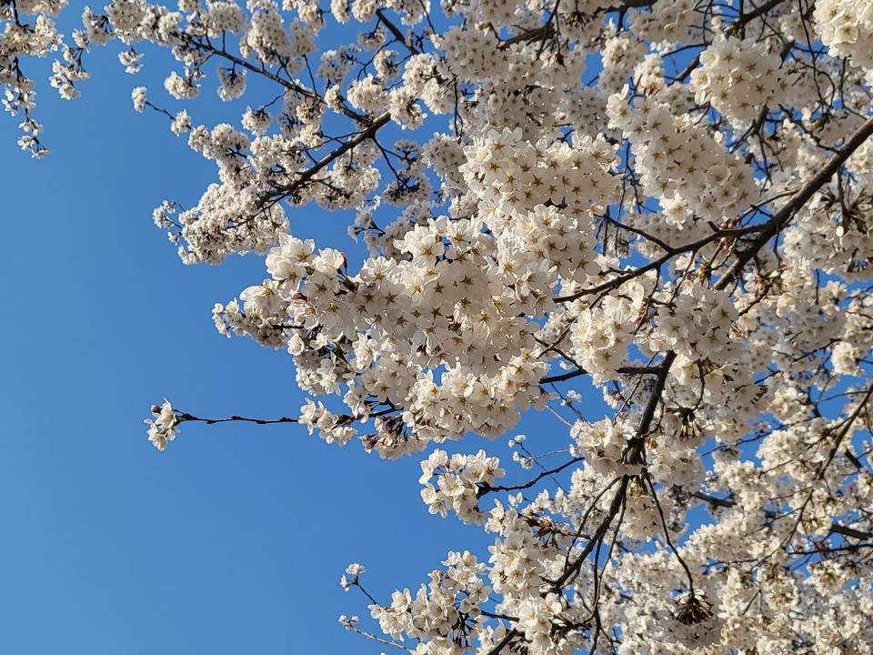 벚꽃이 만개해 있다. 1일 토요일인 오늘 경기·인천지역은 낮과 밤의 기온차가 크겠고, 대체로 맑다가 늦은 오후부터 구름이 많겠다. (사진=중앙신문DB)