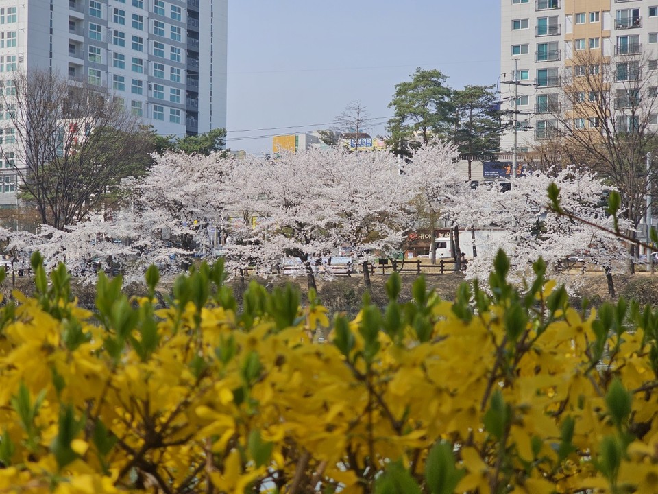 이천 안흥지에 지는 개나리 뒤로 벚꽃이 만개해 있다. 3일 월요일인 오늘 경기·인천지역은 대기가 매우 건조하겠고, 맑다가 늦은 밤부터 구름이 많아지겠다. (사진=송석원 기자)