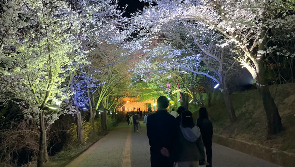 강화군은 고려궁지부터 강화산성 북문 구간의 야간 벚꽃 관람 행사를 4일부터 오는 13일까지 10일간 진행한다. (사진제공=강화군청)