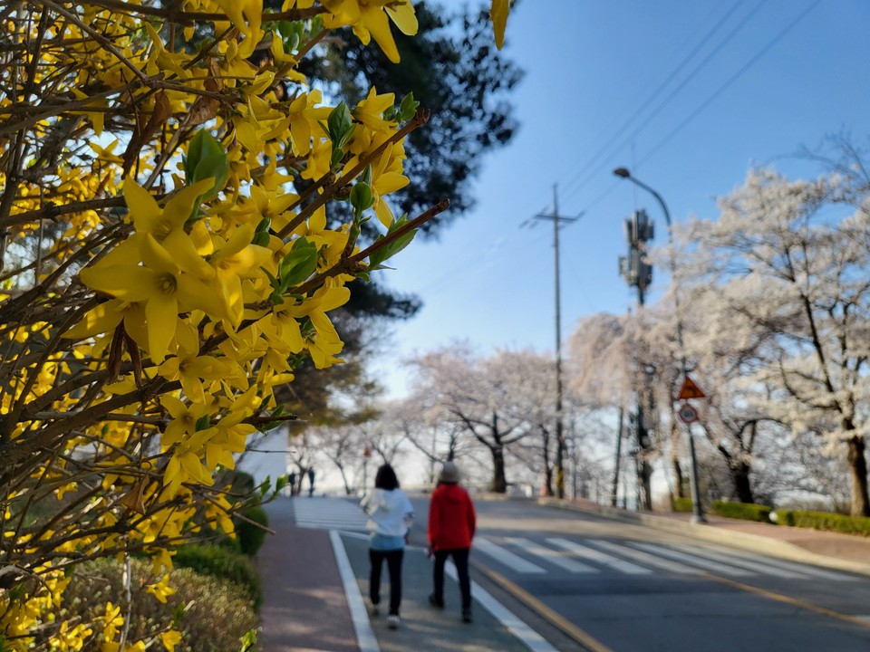4일 오전 9시께 개나리꽃과 벚꽃이 활짝 핀 수원시 팔달구 팔달산로에서 시민들이 산책을 즐기고 있다. (사진=권영복 기자)