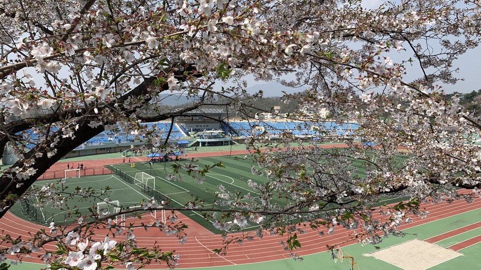 7일 오후 1시께 동두천시 종합운동장에서 벚꽃 잎이 날리는 가운데 초등학생 등 지역 내 육상 꿈나무들이 서로의 실력을 겨루고 있다. (사진=오기춘 기자)