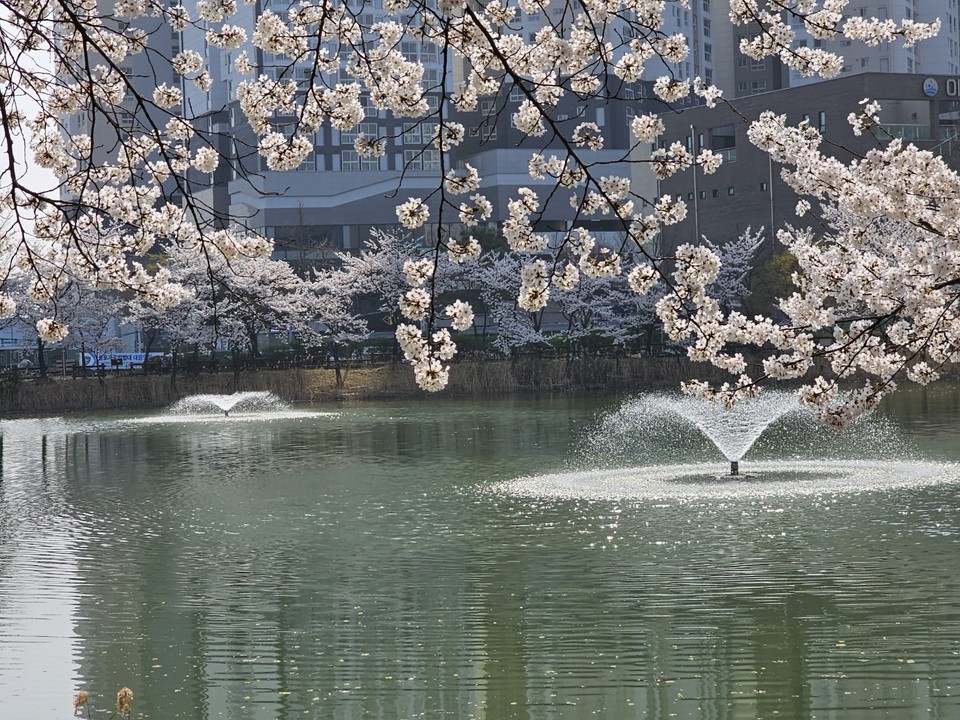 이천 안흥지에 활짝 핀 벚꽃 사이로 분수대가 물을 뿜어대고 있다. 9일 일요일인 오늘 경기·인천지역은 아침 기온이 낮아 춥겠고, 낮부터는 따뜻한 서풍이 불면서 일교차가 크게 벌어지겠다. (사진=송석원 기자)
