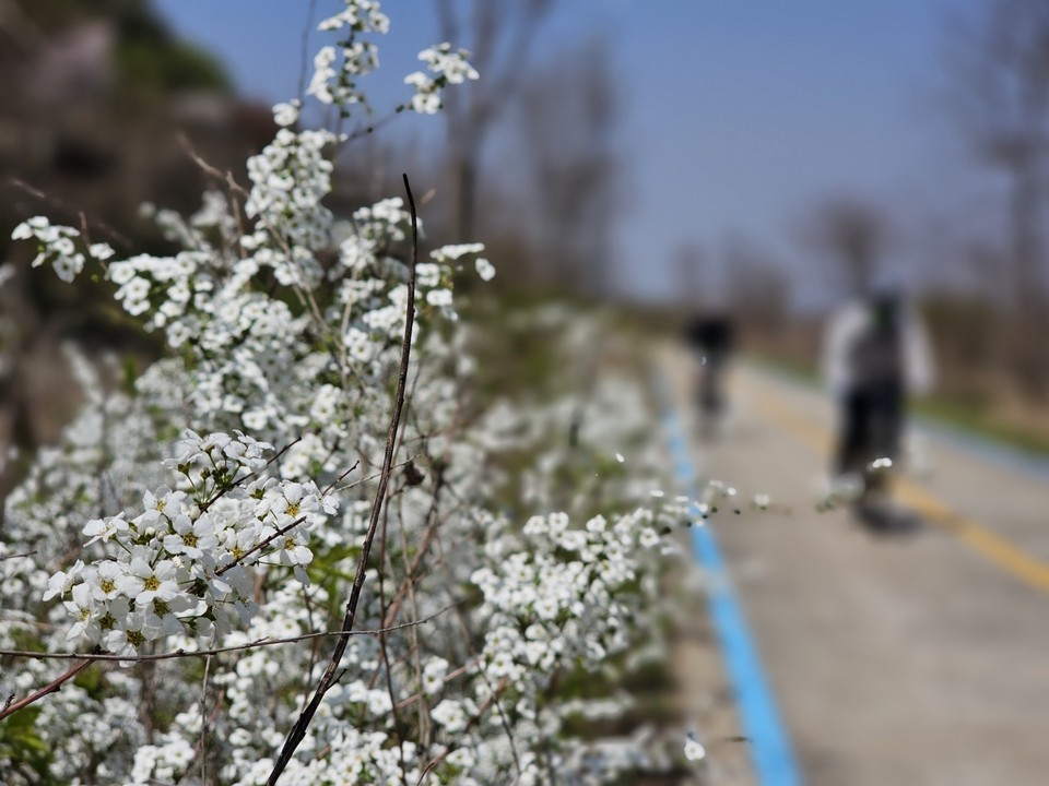 9일 낮 12시30분께 여주 남한강변 자전거도로에 핀 조팝나무꽃 주변을 자전거 라이더들이 지나고 있다. (사진=김광섭 기자)