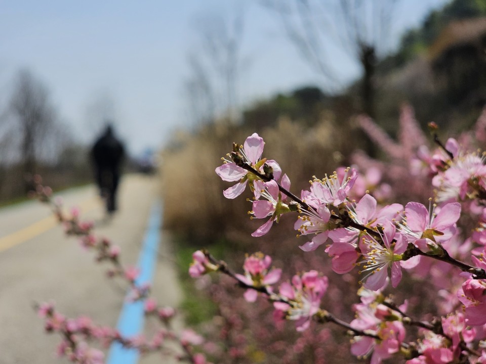 9일 여주 남한강변 자전거도로에 활짝 핀 앵도나무꽃(앵두나무) 주변을 자전거 라이더가 지나고 있다. 10일 월요일인 오늘 경기·인천지역은 낮과 밤의 기온차가 크게 벌어지겠고, 구름이 많겠다. (사진=김광섭 기자)