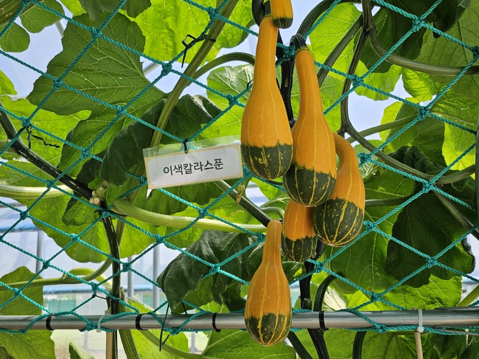 9일 오후 1시50분께 찾은 양평 개군면 ‘제20회 양평개군산수유축제장’ 한쪽에 마련된 비닐하우스 안 호박들이 저마다 별난 모양을 하고 주렁주렁 매달려 있다. (사진=장은기 기자)