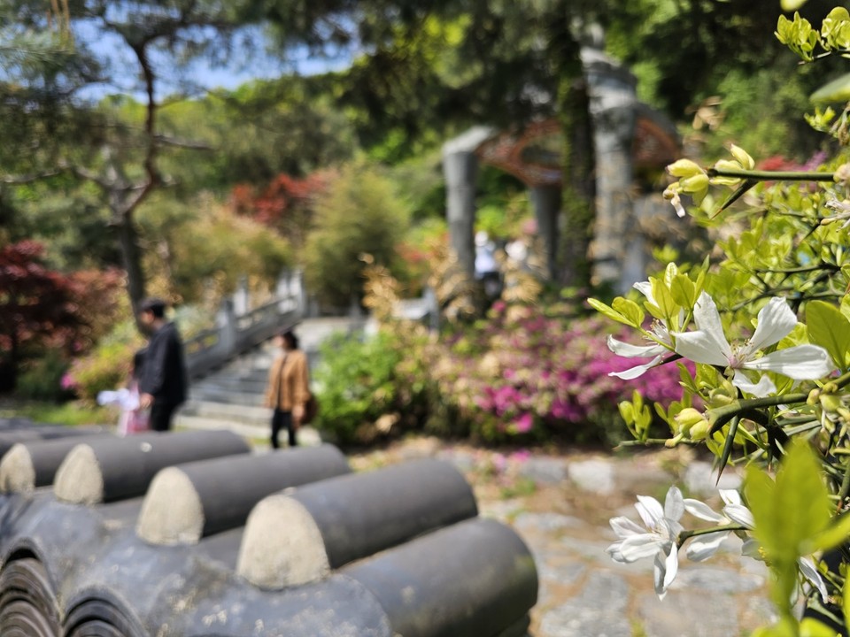 30일 오전 11시10분께 용인시 처인구 연화산 일원에 위치한 사찰 와우정사를 찾은 행락객들이 하얗게 핀 탱자나무 꽃 옆을 지나고 있다. (사진=김광섭 기자)