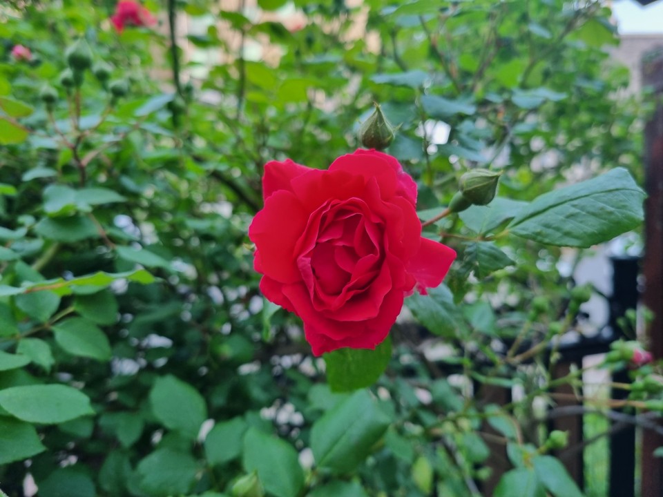 길가에 빨간색 장미가 활짝 피어있다. 10일 수요일인 오늘 경기·인천지역은 낮과 밤의 기온차가 크겠고, 가끔 구름이 많겠다. (사진=중앙신문DB)
