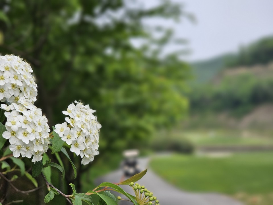 13일 오전 9시50분께 안성시의 한 골프장에 희고 탐스런 공조팝나무꽃이 탐스럽게 피어 있다. (사진=송석원 기자)