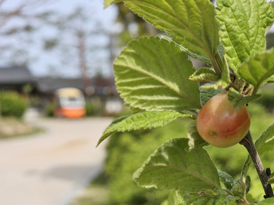천년고찰 신륵사 경내에 앵두가 익어가기 시작했다. 사흘연휴 마지막 날인 29일 월요일인 오늘 경기·인천지역에는 오전까지 곳곳에 비가 내리겠다. 비가 그친 후에는 기온이 31도까지 올라 덥겠다. (사진=중앙신문DB)