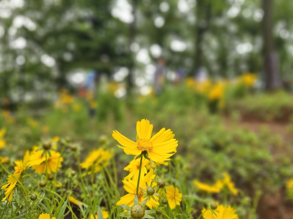 30일 9시10분께 광명시 도덕산 출렁다리 인근 등산길에 만개한 금계국 옆을 운동나온 시민들이 지나고 있다. (사진=김상현 기자)