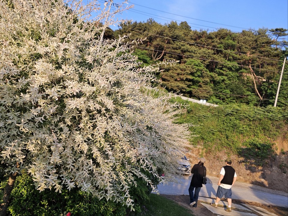 30일 오후 6시50분께 여주시 강천면의 한 산속 카페 정원에 심긴 삼색버드나무를 한쌍의 연인들이 지나고 있다. (사진=김광섭 기자)
