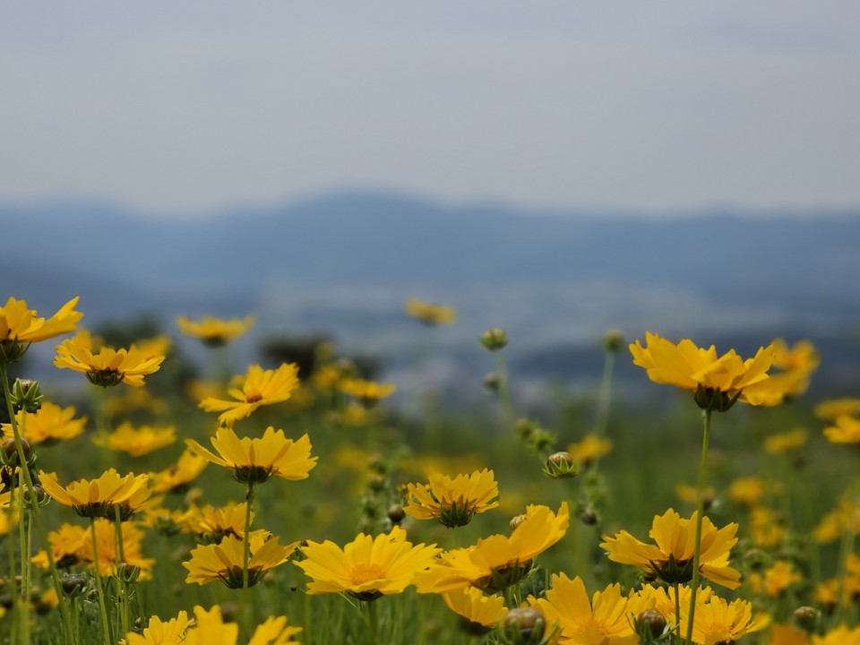 31일 오전 11시30분께 안성시 죽산면 죽주산성에 상쾌한 기분이란 꽃말을 가진 노란 금계국이 만개해 있다. (사진=김종대 기자)