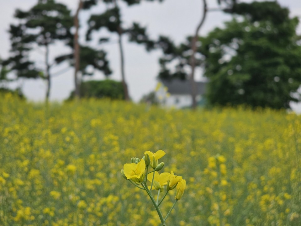 1일 오전 10시30분께 여주시 연양동 금은모래강변공원에 노오란 유채꽃이 만개해 시민들의 발길이 이어지고 있다. (사진=김광섭 기자)