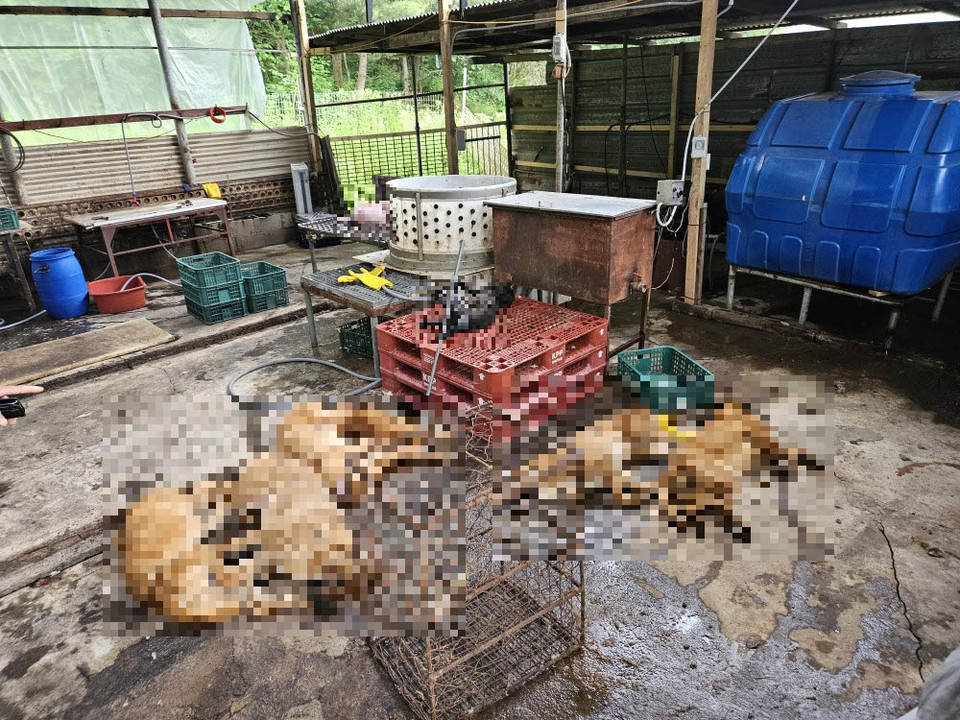 전기 쇠꼬챙이로 개들을 잔인하게 도살한 파주시 현장이 적발됐다. 경기도특별사법경찰단이 1일 새벽 파주시 적성면에서 개를 전기 쇠꼬챙이로 잔인하게 도살한 현장을 적발하고 수사에 들어갔다. (사진제공=경기도특사경)