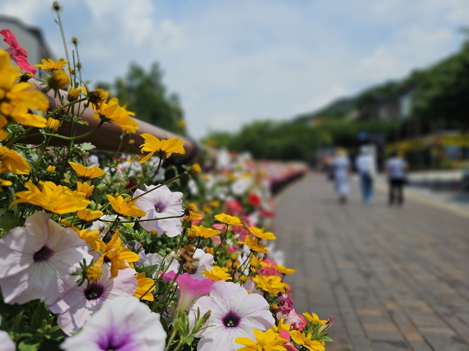 12일 오후 1시10분께 안양시 만안구 석수동 안양예술공원 입구에 형형색색 꽃화분으로 만들어진 꽃길을 시민들이 지나고 있다. (사진=허찬회 기자)