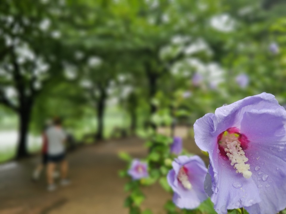 초복이자 인구의날인 11일 화요일 경기·인천지역은 대체로 흐리고, 곳에 따라 가끔 비 내리는 곳이 있겠다. 사진은 초복을 하루 앞둔 10일 오전 11시20분께 수원시 장안구 만석공원를 찾은 시민들이 공원둘레길에서 걷기운동을 하고 있다. (사진=권영복 기자)