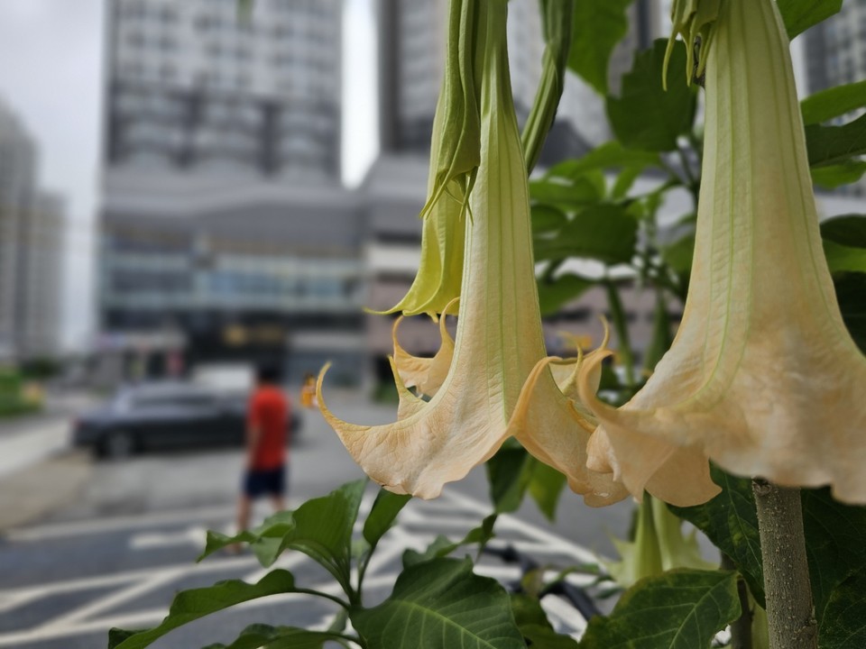 12일 오전 9시20분께 이천시 안흥동의 한 상가 앞에 악기 중 하나인 나팔을 꼭 닮은 천사의나팔 꽃이 활짝 피었다. (사진=송석원 기자)