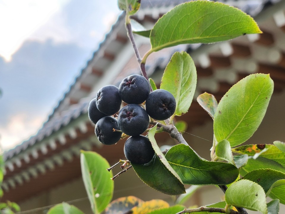 8월의 첫날인 1일 오전 8시50분께 여주시 연라동의 한 음식점 정원에 심긴 아로니아나무에 까만 열매가 잘 익어가고 있다.  (사진=김광섭 기자)